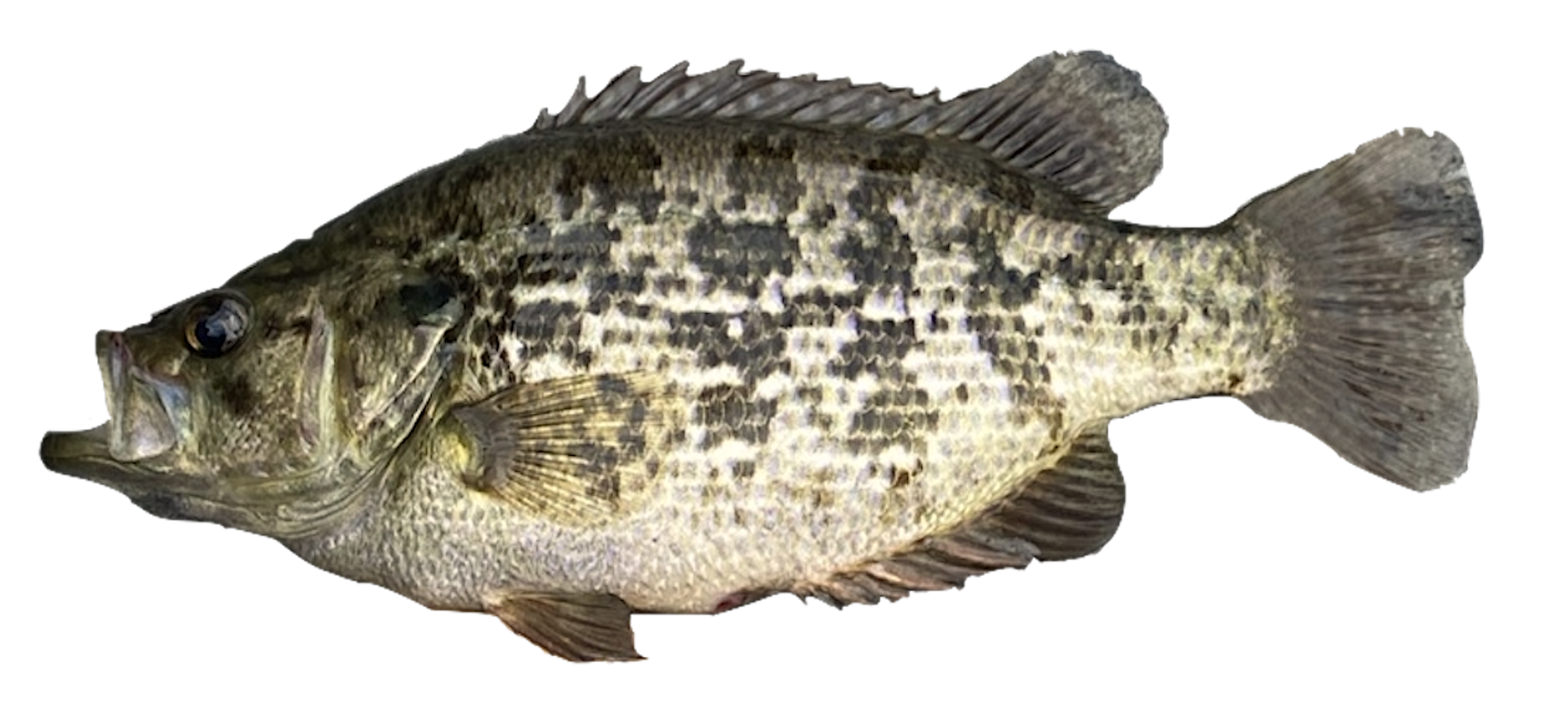 Sacramento Perch Angler S Atlas