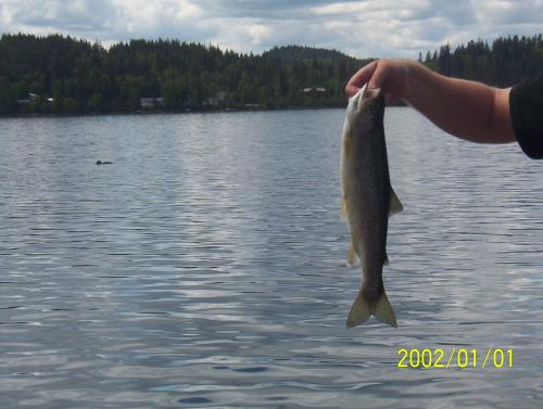 Fishing the Horsefly river for Rainbows British Columbia Canada