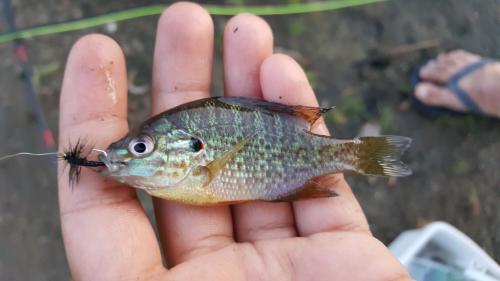 Little Pumpkinseed I caught just as a Thunderstorm started to hit. Use a  split shot 6 inches above my hook which was a size 30 barbless. Used worms  as bait. : r/MicroFishing