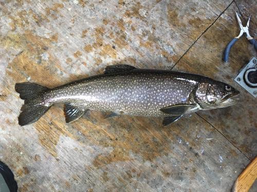 Kashagawigamog Lake, Ontario | Angler’s Atlas