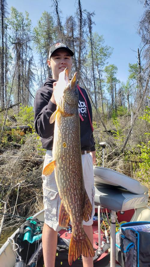 NIce stringer of fish caught at Besnard Lake, Prince Alber…