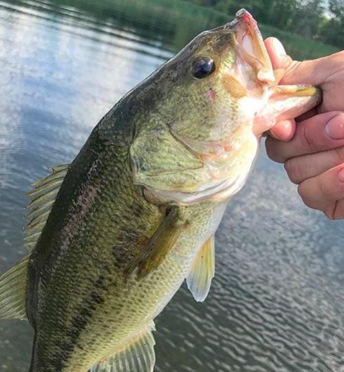 Lake Dore, Ontario | Angler's Atlas