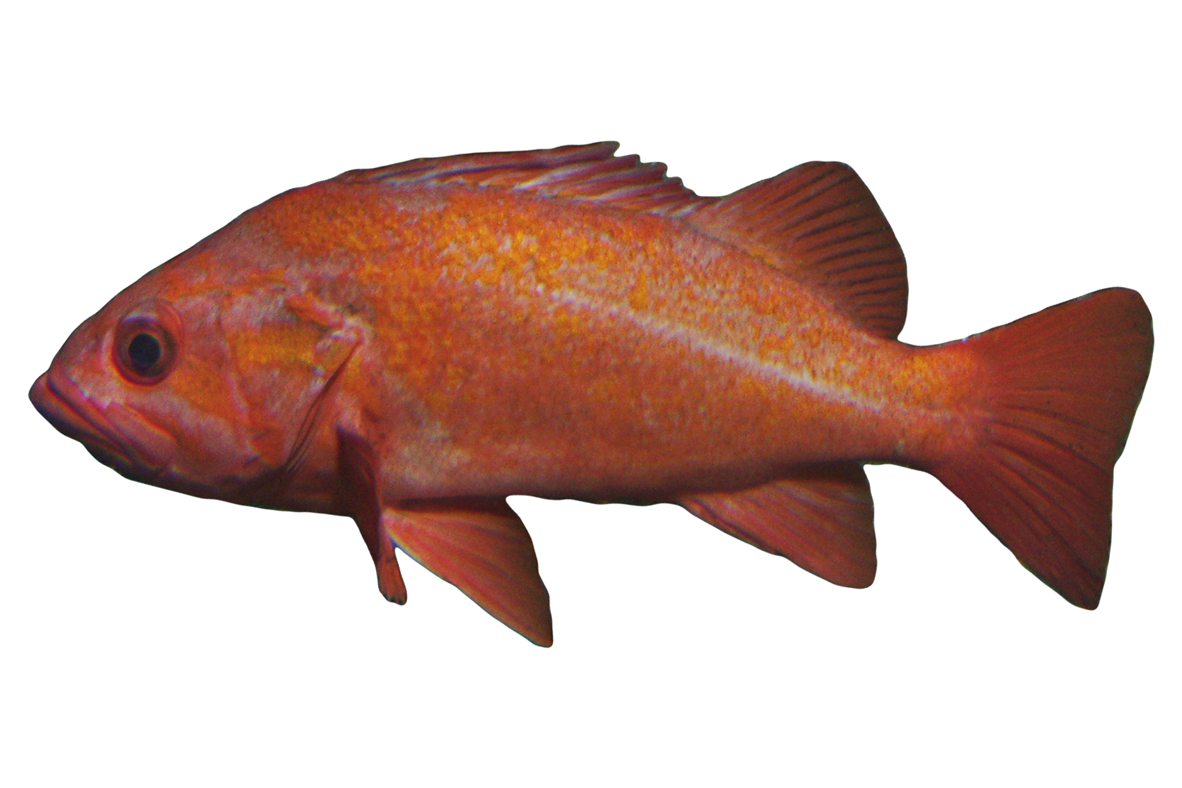 Vermilion rockfish Angler's Atlas